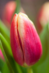 Tulpen. Blumen im Garten und im Haus