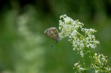 Butterfly Sitting On The White Forest Flower