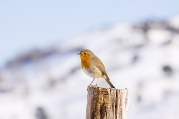 Petirrojo en la nieve