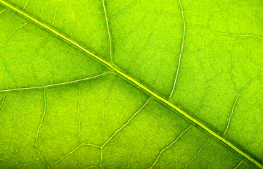 Fototapeta na wymiar green leaves detail