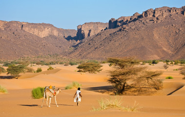 Chamelier et son chameau dans le désert