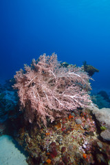 Fototapeta na wymiar Soft coral (Litophyton arboreum)