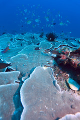 Stone corals, Gili Lawa, N of Komodo, Indonesia © Rostislav Ageev