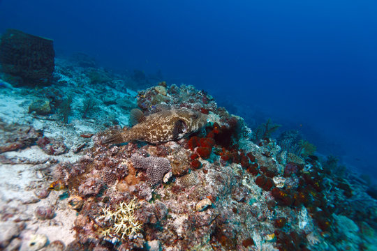 Boxfish (cowfish)