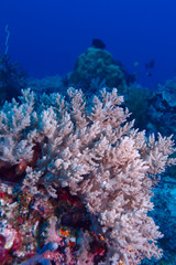 Soft coral (Litophyton arboreum), Gili Lawa, Indonesia