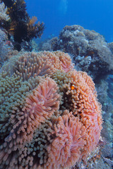Naklejka na ściany i meble Ocellaris Clownfish (Amphiprion ocellaris) in anemon