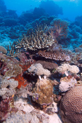 Stone and soft corals