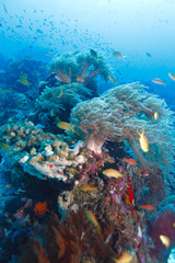 Fototapeta na wymiar Soft coral (Litophyton arboreum), Gili Lawa, Indonesia