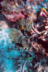 Fototapeta na wymiar Ocellaris Clownfish (Amphiprion ocellaris) in anemon