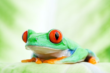 frog on a leaf close up