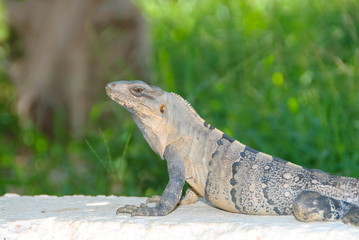 Fototapeta premium Mexican iguana