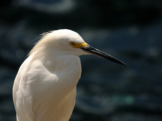 Snowy egret