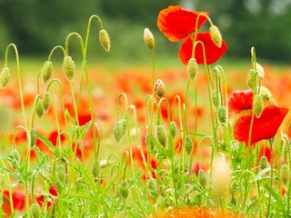 Obraz premium Red popies on a green field