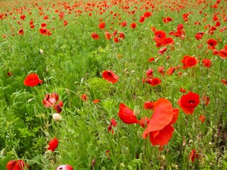 Red popies on a green field