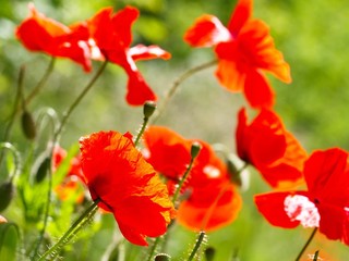 Red poppies on a green field