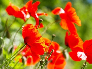 Fototapeta premium Red poppies on a green field