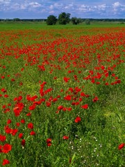Red popies on a green field