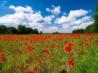 Red poppies on a green field