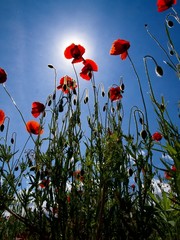 Obraz premium Red poppies on a green field
