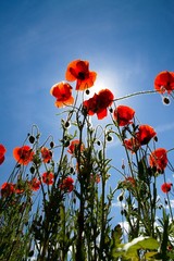 Obraz premium Red poppies on a green field