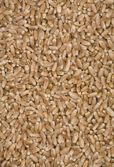Wheat grains.