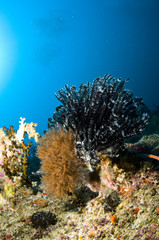 Récif et poissons, Océan Indien, Maldives