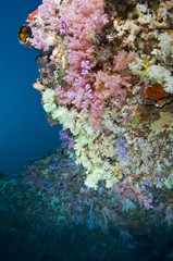Récif et poissons, Océan Indien, Maldives