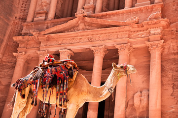 camel against treasury