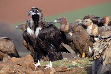 Buitres en el muladar