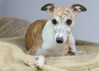 Whippet