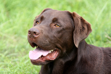 Brauner Labrador