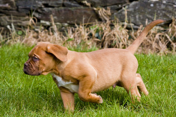 puppy dogue de bordeaux mastiff