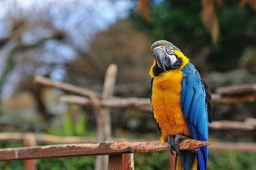 ルリコンゴウインコ