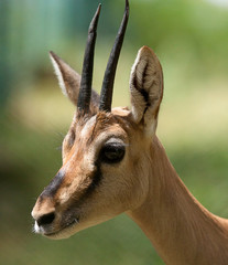 antilope 6307