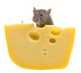 Funny rat and cheese isolated on white