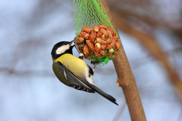 great tit