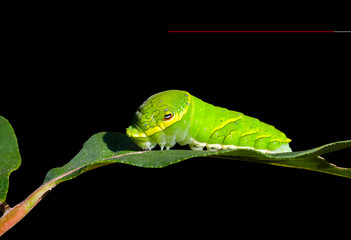 Green caterpillar on leaf 3