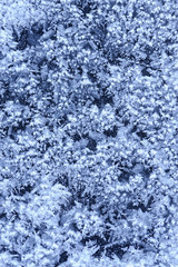 Frost texture