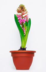 Blumentopf mit Hyazinthe