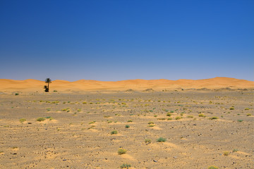 wide view of the edge of the  desert