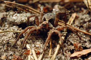 Wolf spider
