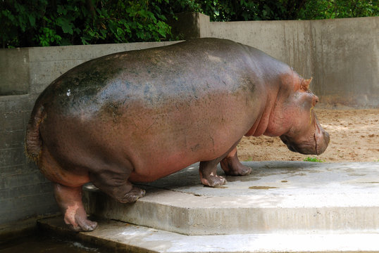 Hippo - back view