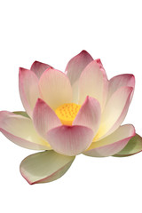 蓮（a lotus flower）