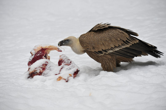 Geier im Schnee