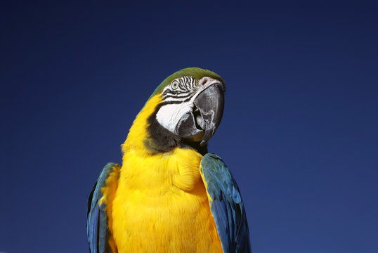 Parot