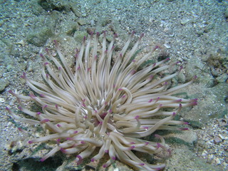 Anemone