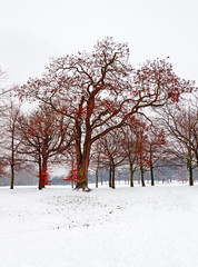 Trees with red leaves in the snow