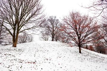 Hill with trees covered in snow