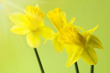 Fototapeta premium spring flowers