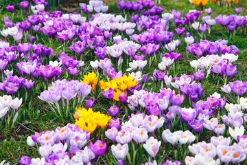 Photo sur Plexiglas Crocus Yellow, purple and white crocus flowers